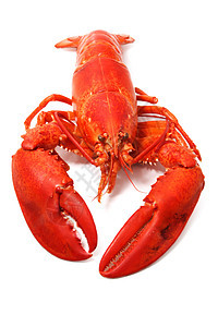 红龙虾甲壳红色营养海鲜食物龙虾动物饮食背景图片