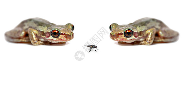 两只青蛙一只苍蝇图片
