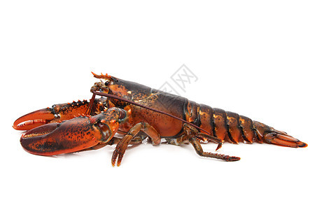 龙虾食物甲壳居住厨房海鲜生活动物红色图片