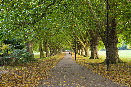 联合王国剑桥公园场景公园分支机构叶子天篷树木小路橙子远景树叶风景图片