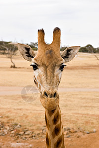 紧贴的长颈鹿眼睛照片高度斑点动物图片