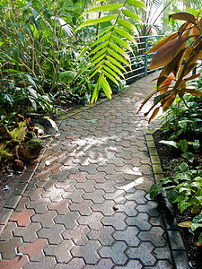 亚特兰大植物园植物园温室旅游生态探索照片公园太阳花园萝西图片