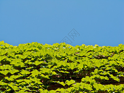 亚特兰大植物园萝西花园草地生态照片温室旅游太阳植物正方形图片