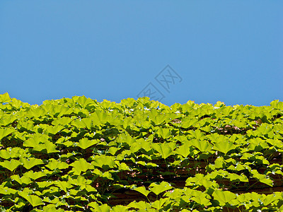 亚特兰大植物园萝西花园草地生态照片温室旅游太阳植物正方形图片