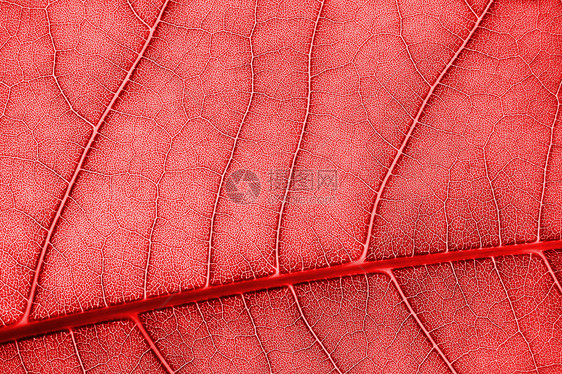 彩色背景背景红色纹理墙纸生物学树叶宏观图片