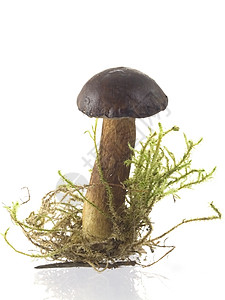 蘑菇苔藓炙烤沙拉蔬菜美食木头收成食用菌荒野团体图片