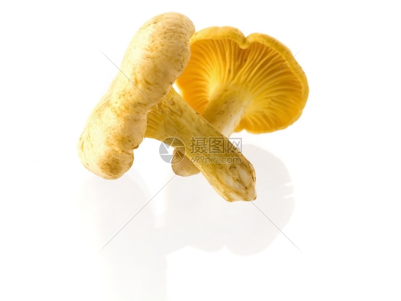 蘑菇沙拉宏观美食荒野团体黄色食用菌食物森林苔藓图片