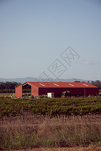 美国加利福尼亚州索诺马山谷摄影酿酒葡萄园旅游风景树叶藤蔓酒厂目的地图片