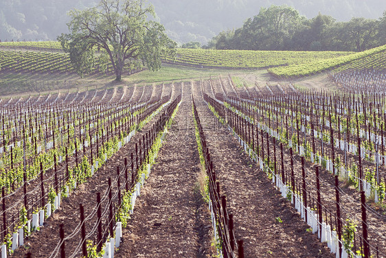 美国加利福尼亚州索诺马山谷藤蔓摄影树叶目的地旅游酿酒酒厂葡萄园风景图片