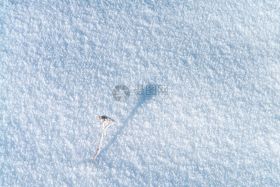 雪面阳光植物天气季节白色季节性气候冷冻孤独假期图片