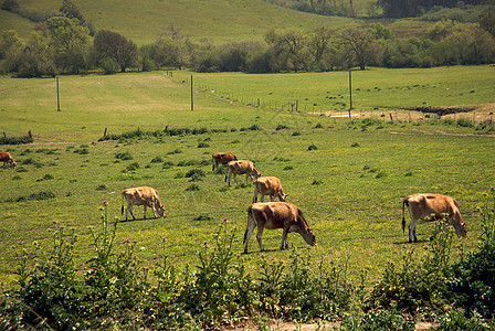 加利福尼亚农场州自然天空家畜风光牧场田园场景场地山脉爬坡图片