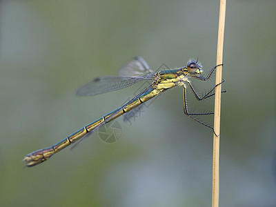 龙鳞翅目捕食者蜻蜓腹部野生动物树干动物背景图片