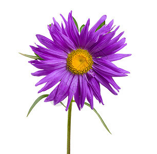 紫罗星植物花瓣花粉叶子白色植物学黄色紫色宏观图片