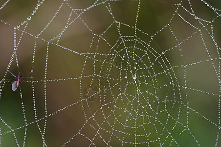 蜘蛛网上的珠珠图片