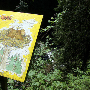 卡皮拉诺公园Capilano吊桥游客旅行摄影公园树木危险森林图片
