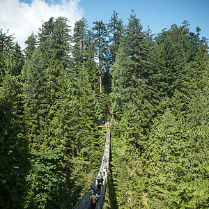 卡皮拉诺公园Capilano吊桥危险摄影森林旅行公园树木游客图片
