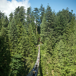 卡皮拉诺公园Capilano吊桥危险摄影森林旅行公园树木游客图片