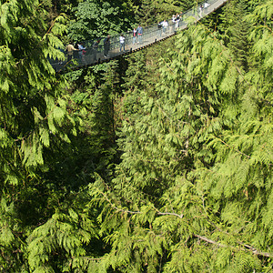 卡皮拉诺公园Capilano吊桥游客森林旅行摄影公园危险树木图片