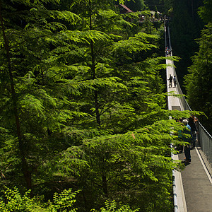 卡皮拉诺公园Capilano吊桥树木公园森林旅行游客摄影危险图片