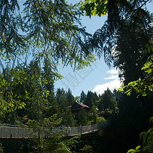 卡皮拉诺公园Capilano吊桥树木旅行危险游客公园森林摄影图片