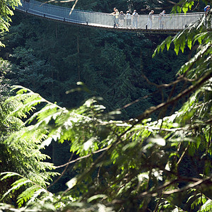 卡皮拉诺公园Capilano吊桥摄影树木旅行森林危险游客公园图片