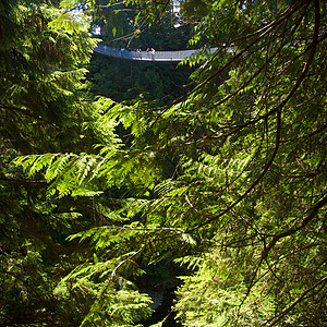 卡皮拉诺公园Capilano吊桥摄影公园树木游客旅行危险森林图片