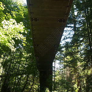 卡皮拉诺公园Capilano吊桥危险游客摄影旅行森林树木公园图片