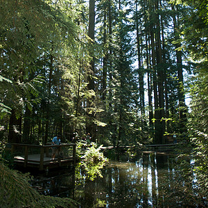 卡皮拉诺公园Capilano吊桥旅行游客树木摄影危险公园森林图片