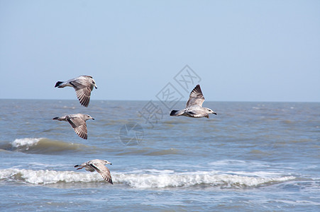 海鸥海岸飞行滑行优美羽毛鸟类水禽翅膀野生动物海洋图片