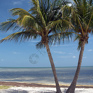 美国佛罗里达州西主要海滩海洋游泳钥匙公园达人海浪假期海岸旅行蓝色图片
