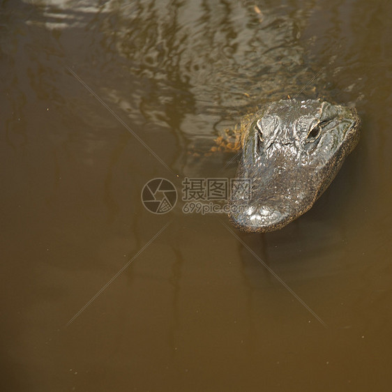 易碎石隐藏动物沼泽地旅行丛林打猎游客皮肤沼泽树木图片