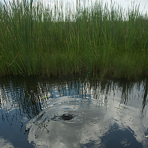 易碎石游客沼泽地反射动物沼泽鼻子猎人树木自然界旅行图片
