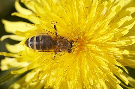 授粉花粉黄色昆虫花药蜡工粉尘养蜂业蜜蜂宏观野蜂图片