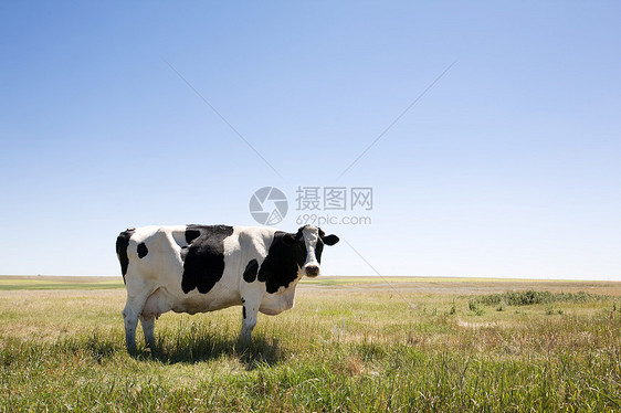 复制空间牛白色水平乡村动物草原蓝色土地黑色牧场哺乳动物图片