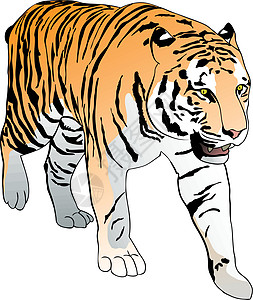 老虎野生动物热带条纹黄色危险毛皮力量黑色猫科动物卡通片图片