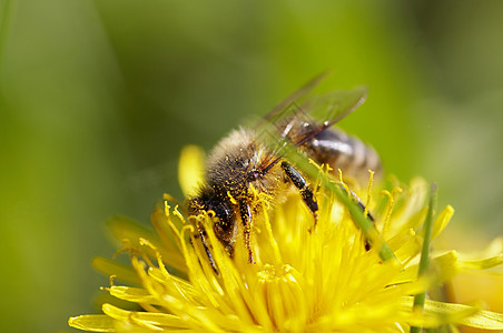 授粉昆虫野蜂花粉宏观蜡工养蜂业图片