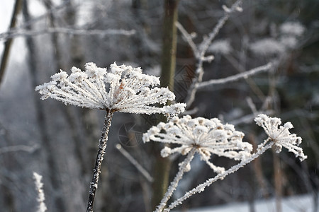 Hoarfrost 冷冻蓝色冻结图片