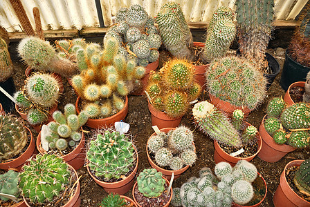 Cacti 托儿所花园植物学植物沙漠黏土植物群尖刺情调宏观异国图片