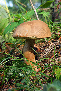 草丛中的蘑菇乡村熟食生长蔬菜菌丝体季节性宏观季节叶子树木图片