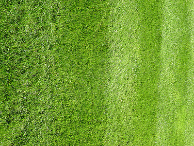 新鲜剪切草坪植物群单子花园植被背景牧场草原绿色色调植物图片