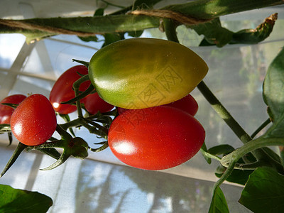 红绿番茄树叶生长水果食物花园叶子植物园艺农作物植物群图片