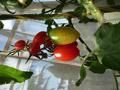 红绿番茄花园叶子生长农作物植被水果植物树叶食物植物群图片