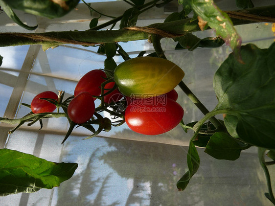 红绿番茄花园生长农作物树叶食物叶子园艺植物群植物水果图片