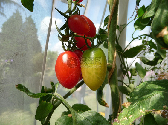 红绿番茄植物叶子生长植被水果树叶园艺农作物植物群食物图片