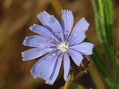 蓝花太阳花朵花瓣植物植物学黄色雌蕊图片