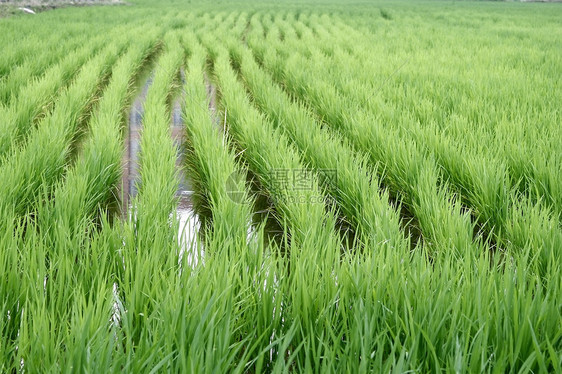 稻田幼苗食物粮仓生存粮食植物生长图片