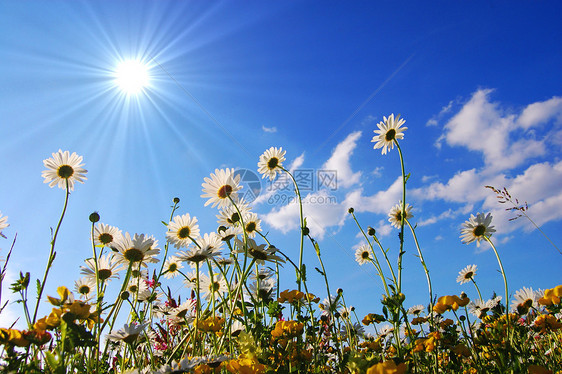 下方花朵生活场地地平线花瓣享受天空植物花园草地季节图片