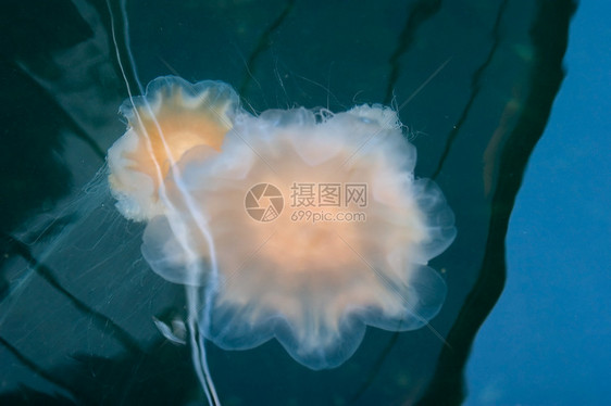 水母鱼烧伤绿色游泳白色手臂粘液触手黄色生物动物图片