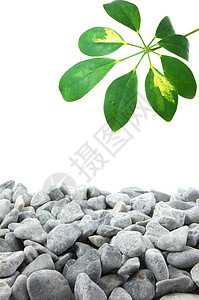 石头和树叶商业白色岩石冥想温泉生活框架黑色叶子沙龙图片