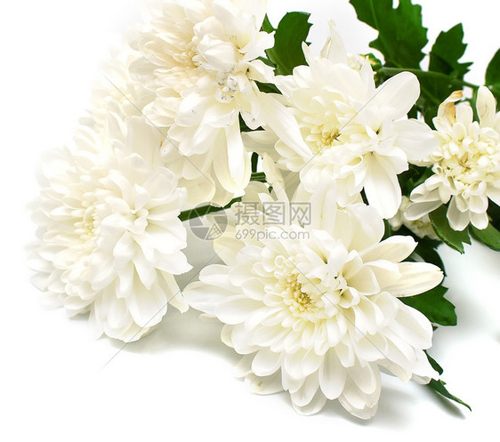 白花花菊花叶子白色花瓣花束图片